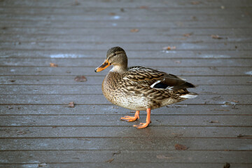 Freezing duck on a wooden surface