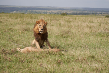 Lion and Lioness Kenya Safari Savanna Mating