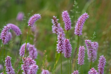 close up of Birtorta officinalis