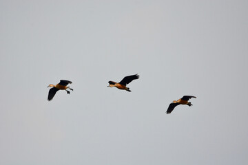 a flock of Lesser Whistling Duck is flying on the sky 