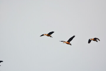 a flock of Lesser Whistling Duck is flying on the sky 