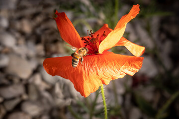 Honey bee pollinating a wild red poppy flower. Provence, France