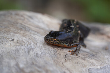 Alpine newt Ichthyosaura alpestris Amphibian Orange Belly
