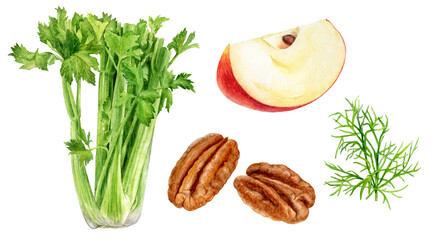 Set of frech celery with apple, pecan dill watercolor illustration isolated on whitre background