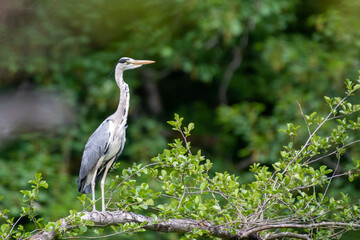 great blue heron ardea cinerea