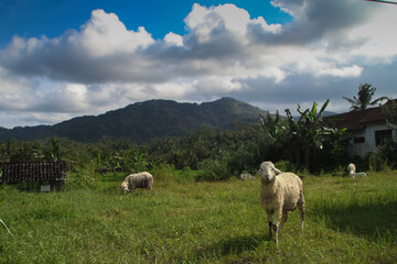 Fototapeta premium portrait of domestic goat indonesia