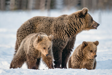 She-bear and bear cubs on the snow in winter forest. Wild nature, natural habitat. Brown bear, Scientific name: Ursus Arctos Arctos.