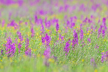 Loose-flowered Orchid - Orchis laxiflora, beautiful pink flowered plant from European meadows and...