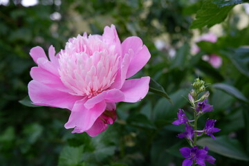 Fototapeta premium Pink peony flower and blue delphinium flower blooming in the garden