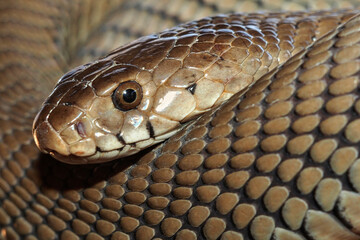 Mozambique Spitting Cobra, Naja mossambica, Botswana, Africa