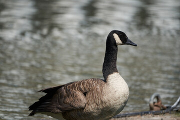 Obraz premium Canada goose Branta canadensis a large wild goose Portrait