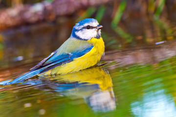 Blue Tit, Parus caeruleus, Forest Pond, Spanish Forest, Castile and Leon, Spain, Europe