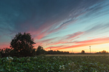 Dramatic Sunset Over the Summer Fields