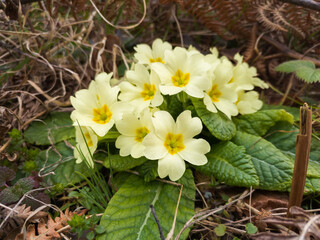 Primula vulgaris, common primrose, early spring flowers, bloomed at the edge of a deciduous forest.