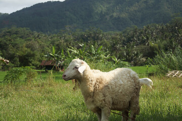 portrait of domestic goat indonesia