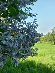 lilac flowers in the garden. Syringa vulgaris on spring season