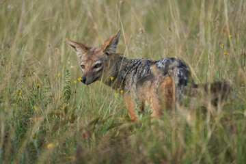 Golden Jackal Canis Aureus Safari Wild Portrait