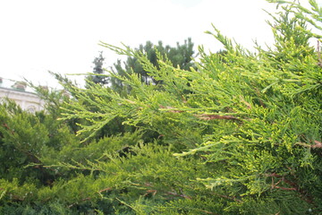 close up of a pine tree
