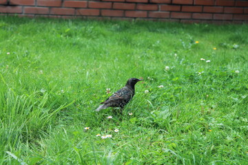 
thrush in grass