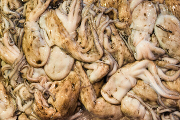 Common or European Squid with ink sold at the fish market as background