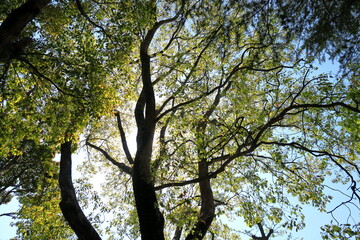 Fototapeta premium Kusunoki w parku w późnym wiosennym porannym słońcu