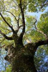 晩春の朝日の当たる公園の楠木