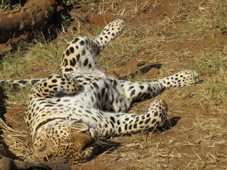 Lazy leopard