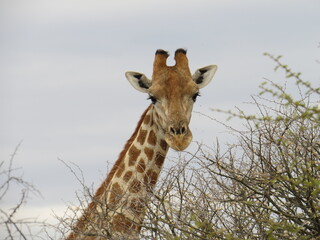 giraffe in the wild