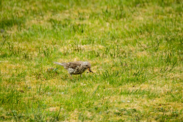 Kestrel catching worms on a lawn in County Donegal - Ireland.