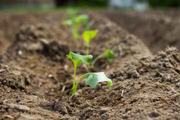 Cauliflower seedlings on bed (field) in soil, green seedlings on field, growing cabbage, plant cauliflower. Young cauliflower seedling growing in earth soil