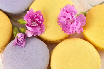 delicate yellow macarons dessert with pink flowers on pink background. top view