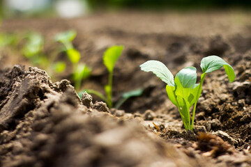 Cauliflower seedlings on bed (field) in soil, green seedlings on field, growing cabbage, plant cauliflower. Young cauliflower seedling growing in earth soil