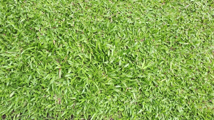 Green grass texture for background