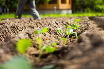 Cauliflower seedlings on bed (field) in soil, green seedlings on field, growing cabbage, plant cauliflower. Young cauliflower seedling growing in earth soil