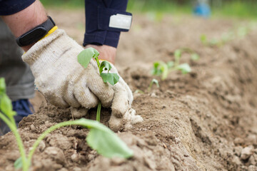Male hands in work garden gloves touches the seedlings with both hands. Planting cauliflower seedlings. Fresh leaves of seedling in bed