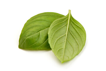 Fresh basil leaves, isolated on white background