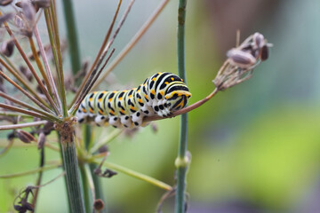 Papilio machaon Old World swallowtail butterfly Papilionidae yellow Caterpillar Portrait Macro