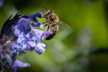 Honey bee on nepeta plant
