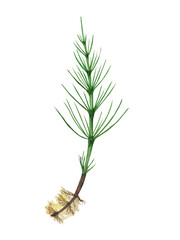 Horsetail field with root isolated on white background. Watercolor hand drawn illustration Equisetum. Perfect for medical and cosmetic herb design.