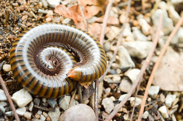 snail on the ground