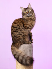 Beautiful cute curious young Siberian cat with a fluffy tail and tassels on the ears, sitting on a...