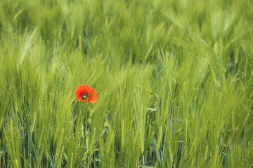 Red poppy on the background of a green field.