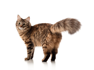 Beautiful interesting curious young Siberian cat with a fluffy tail and tassels on his ears, stands with his back and looks at the camera, isolated on white background, banner, mock-up