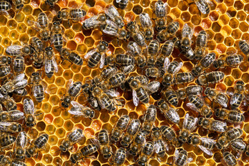 close up of bees on a hive