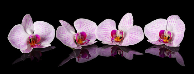 Orchids. Beautiful flowers with reflection