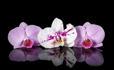 Orchids. Beautiful flowers with reflection