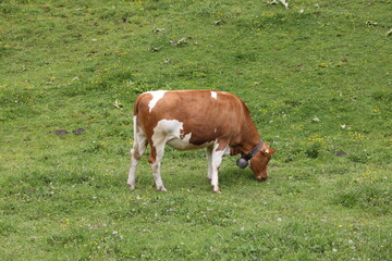 Fototapeta na wymiar A swiss cow grazes in the meadow