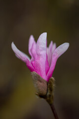 Close up of pink magnolia flowers. Dark background, shallow depth of field and soft focus