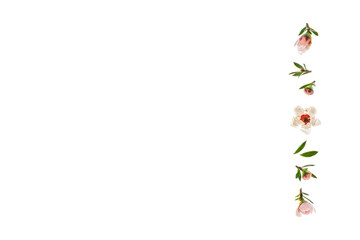 column of manuka tree flowers isolated against white background with copy space on left