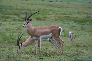 Thomson Thomsons Gazelle Eudorcas thomsonii Antelope Portrait Africa Safari